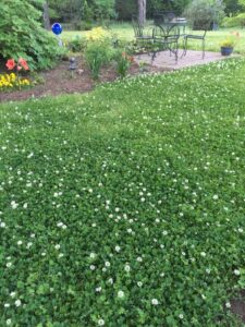 clover in a country lawn